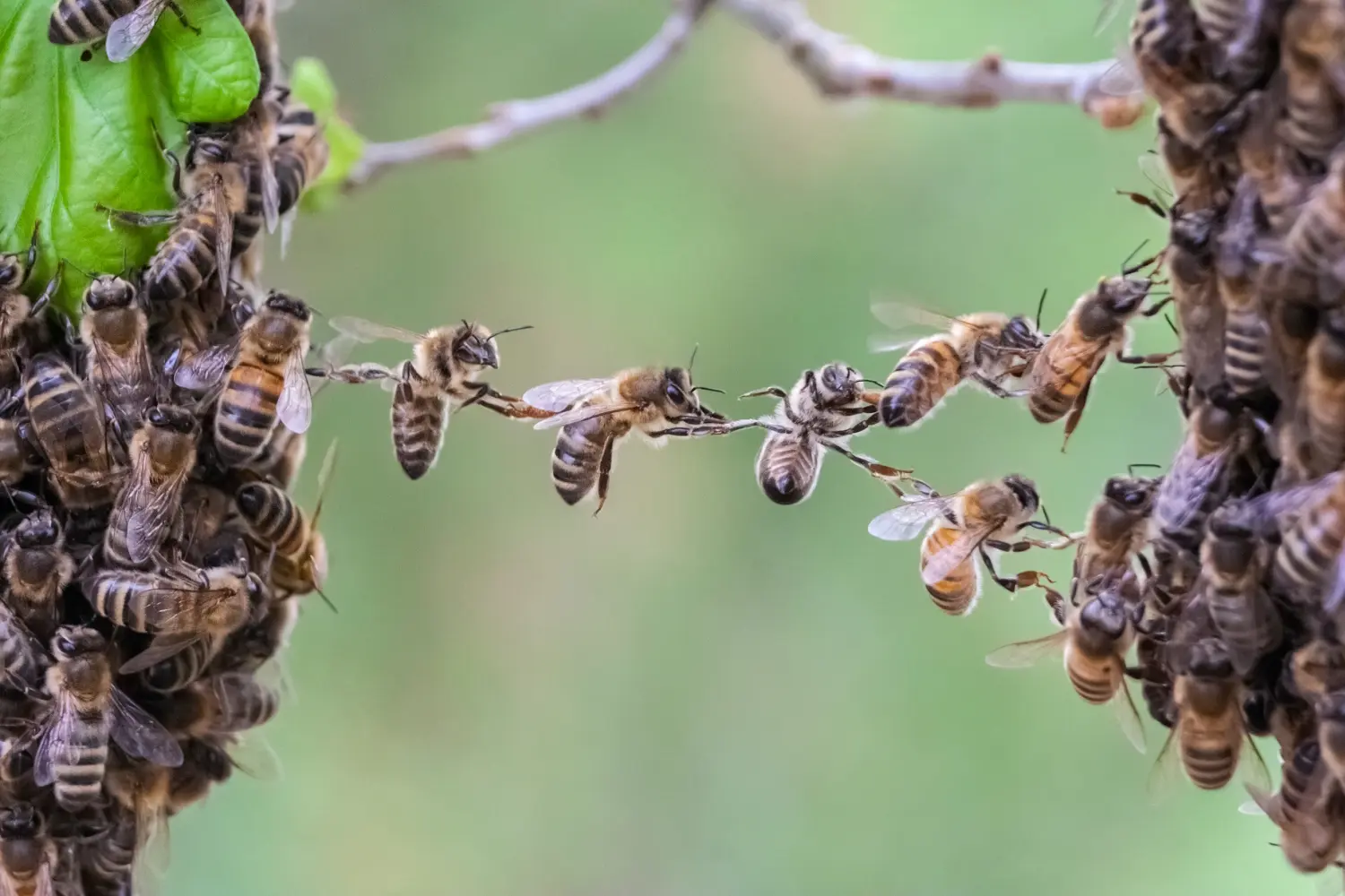 Teamarbeit von Bienen, um Lücken zwischen Schwarmteilen zu schließen.